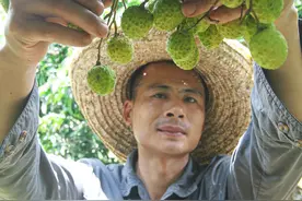 樟木头：“观音绿”已上市，持续降雨或导致产量减半图片