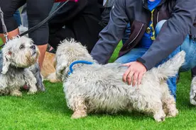 如何管理犬只才能够避免承担民事赔偿责任？最高法回应图片