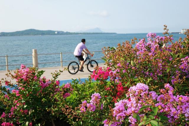 山东青岛盛夏繁花恣意绽放 海景相衬美不胜收