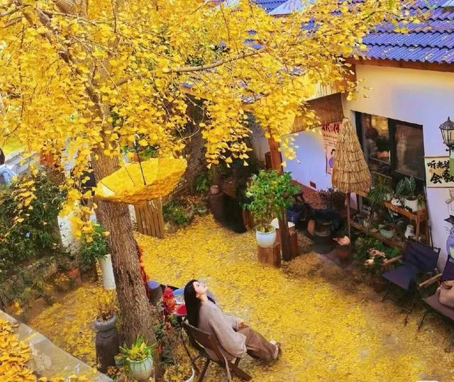 乡村漫游福利！19.9抢千元折扣券，包含银杏湖乐园家庭优惠票