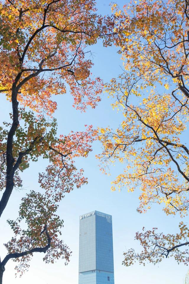 湖光金叶织秋韵