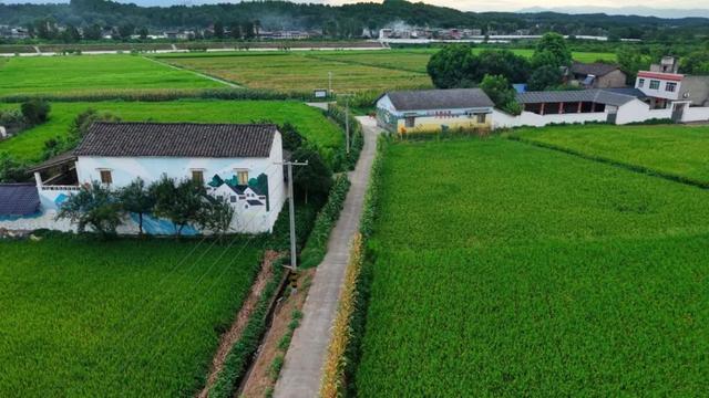 乐游绵阳 清凉一夏 ‖ 又是一年稻花香，游仙这个村庄美成治愈系油画！