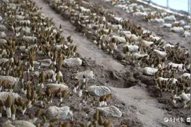 1斤能卖400块！茌平头茬羊肚菌采收结束，抢“鲜”上市图片