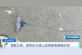 别碰！剧毒！海南这一沙滩出现僧帽水母！图片