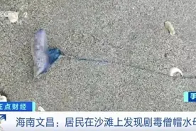 别碰！剧毒！海南这一沙滩出现僧帽水母！图片