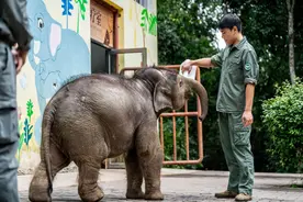 一头受伤野生亚洲象被收容救助  伤势恢复良好图片