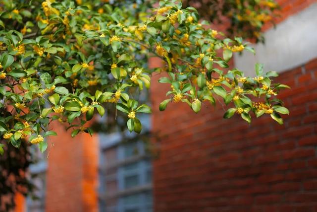 点 击 ↑ 看莲都的秋天