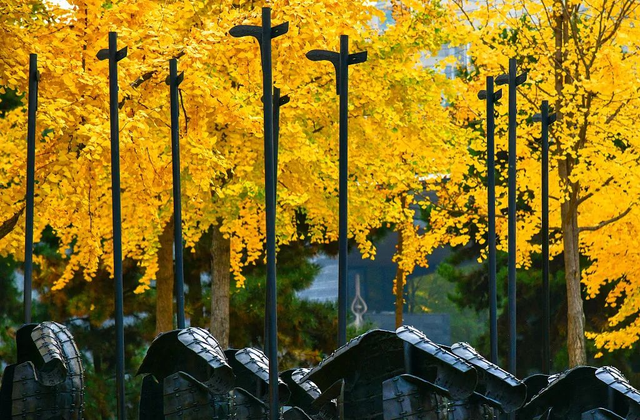 曲江银杏观赏季丨漫步金色世界，享受秋日时光