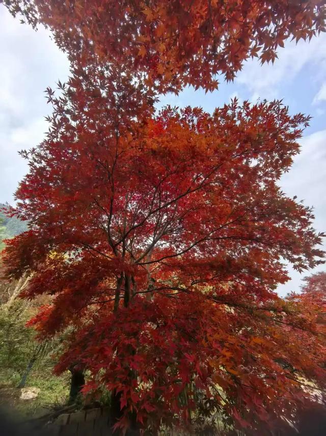 霜染丹枫！全州这个地方已进入观赏期~