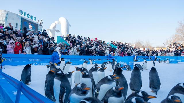 极地狂欢喜迎元旦！来哈尔滨极地公园一“企”贺新年！