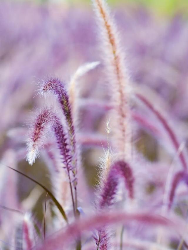 随手拍出电影感！南宁这片“秋日限定”的狗尾巴草美到犯规