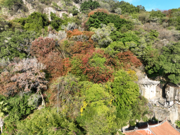 清源山上的枫树叶子红了