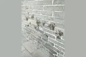 已进入爆发期！武汉市民可免费预约→图片