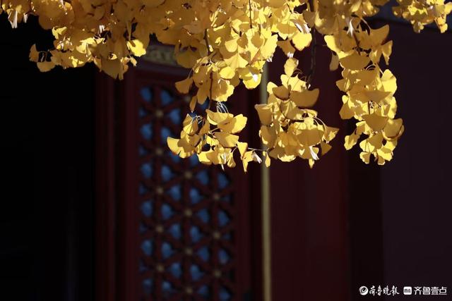 文庙秋韵，金叶叩红墙