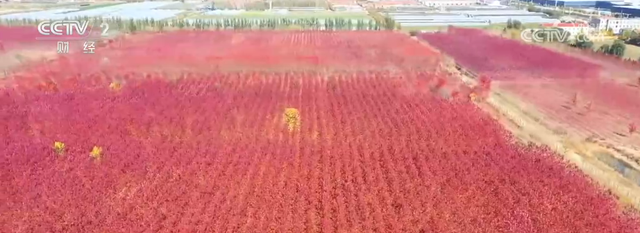 “枫叶+”燃动秋日文旅消费“热引擎” 以旅促农增收再添“金钥匙”