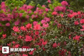 今起征集！开动你的大脑，一起为福州琴亭湖公园“锦上添花”！图片