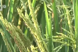 从多点突破到整体提升，基础坚实 种业创新攻关取得新进展图片