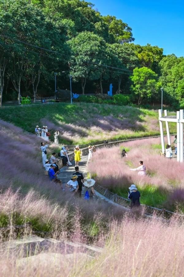 成片粉黛乱子草花海梦幻上线！这些公园火了！