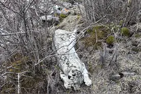 志愿者称青海湖附近发现一具雪豹尸体，当地证实接到报告图片