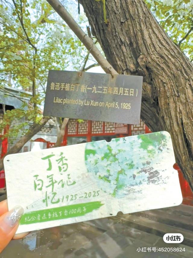 在地坛看“海”、访丹柿小院，年轻人为何热衷在京城“访古寻迹”