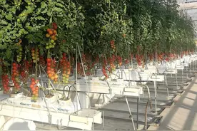 上过太空的美味 太空樱桃串番茄飘香副中心图片