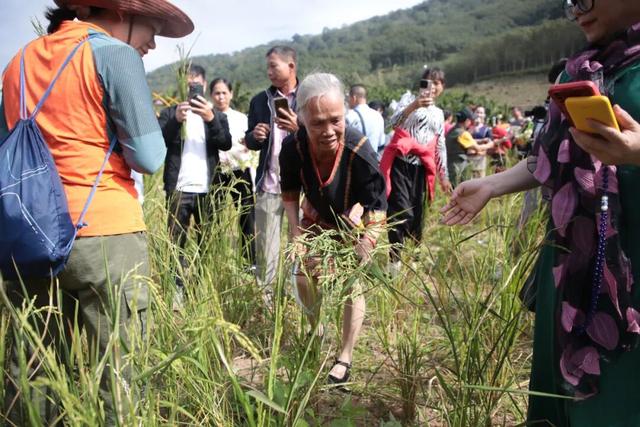 多图+视频！一起回看2025年白沙“啦奥门”雨林与您山兰文化活动精彩瞬间