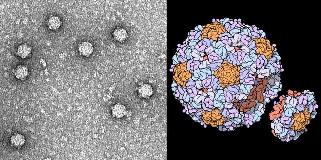 全球首个AI基因组诞生，35亿年生命代码重编程，生物学迎「ChatGPT时刻」