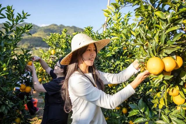 摘甜橙、赏红枫……龙岩初冬玩法上新