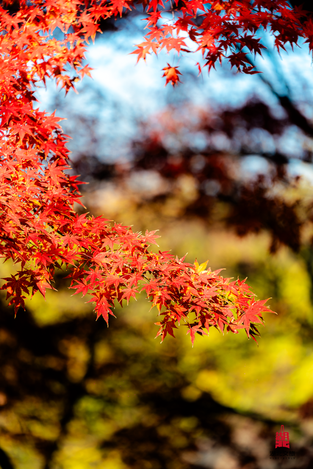 红红红红！红“枫”了！