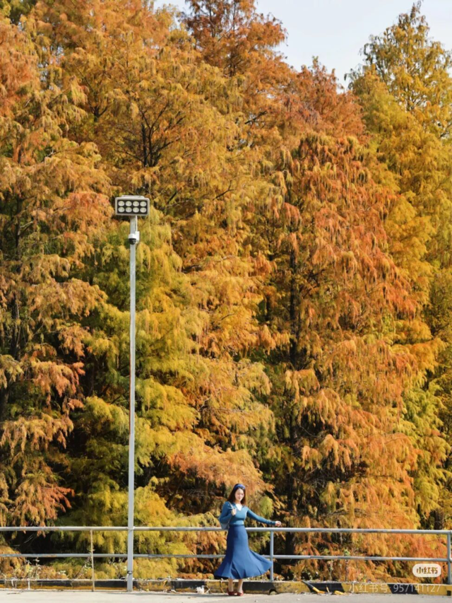 一眼心动的绝美“小森林”，在伦教找到了！