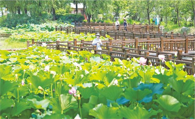 滕州：荷花绽放迎客来