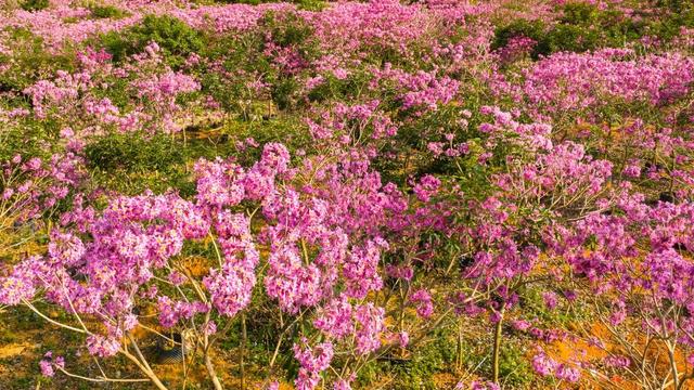 周末去打卡！南宁四大花海上线，20℃暖冬赏花攻略一键收藏！