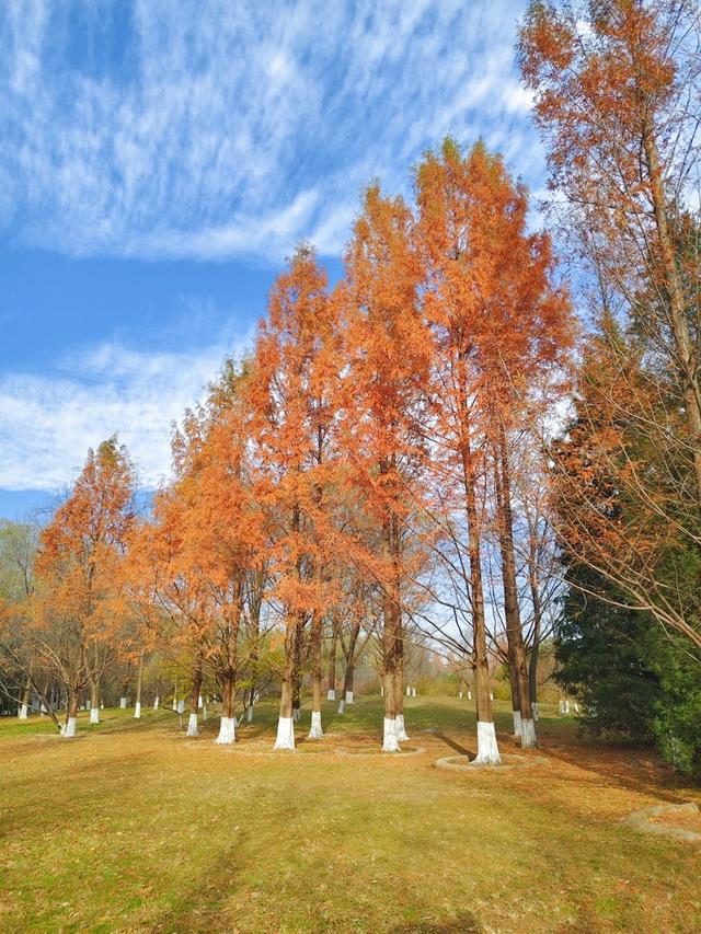 秋深冬浅时，奥森浸染缤纷色彩