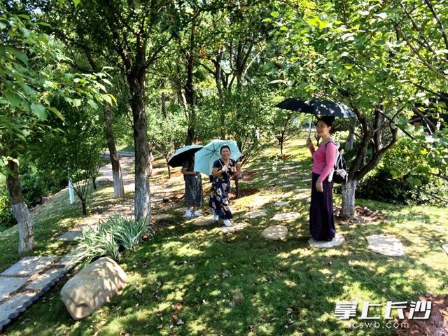 年嘉湖红梅林沿线焕新开放 亲水步道伴绿植升级游园体验