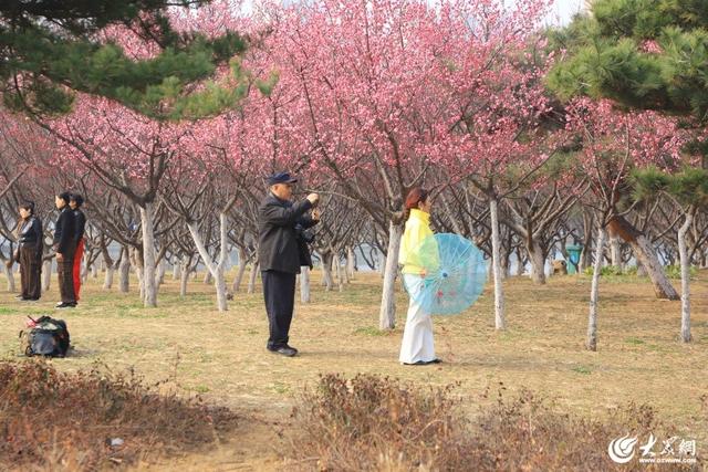 梅花绽放春意浓 游人如织景怡人 泰安高新区凤凰河公园成为春日休闲好去处