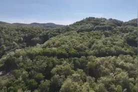 绿水青山带笑颜——子长市持续巩固退耕还林还草成果图片