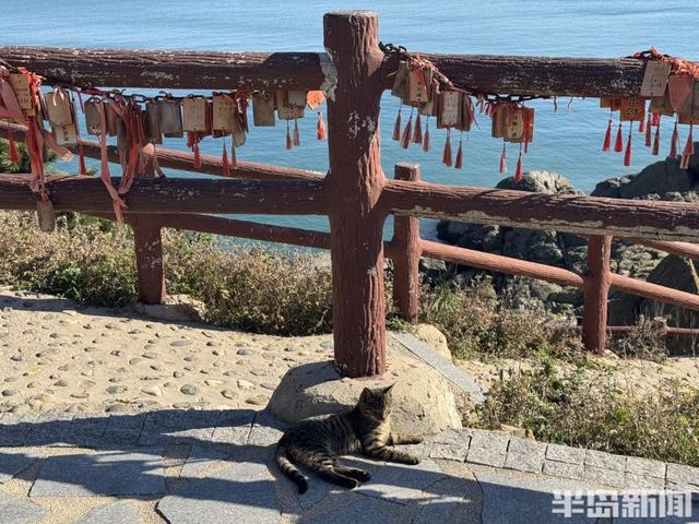 青岛宝藏海岛｜游客爆炸式增长，昔日偏远小岛变身旅游胜地