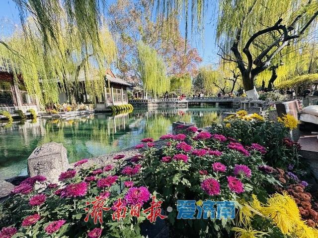 一年四季 泉在济南丨泉映蓝天柳拂岸 初冬趵突泉藏清趣