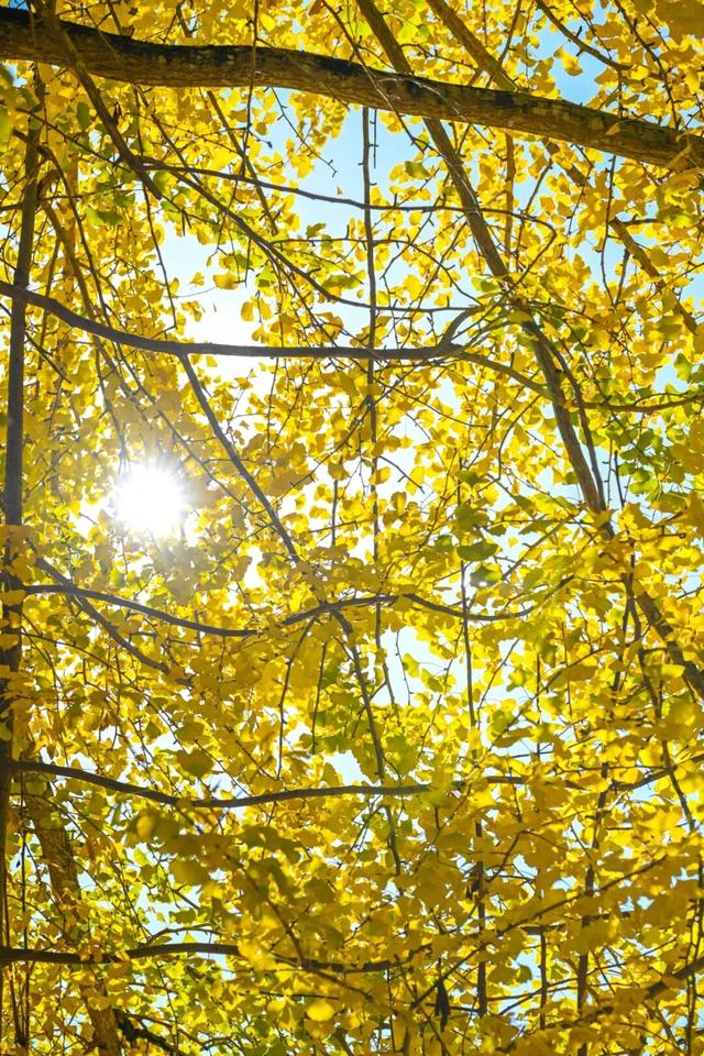 现存数量最多！赏银杏就来珠峰村