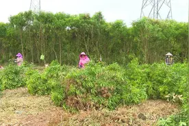 阳江阳西织篢镇600亩三叉苦南药喜迎收获季图片