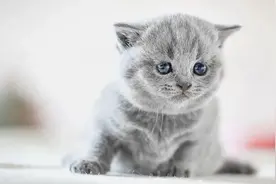 一份把财产留给猫的遗嘱有效吗？图片