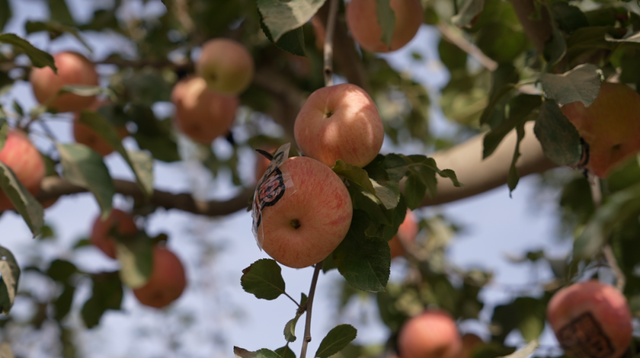 一年四季都好玩！这个网红打卡地的背后，有闵行助力……
