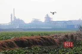 湖北江陵扩种4000亩油菜，让冬闲田变增收田图片