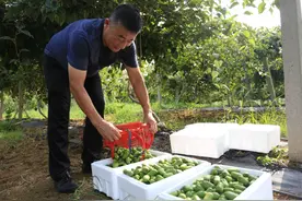 日照市东港区：千亩软枣猕猴桃喜获丰收图片