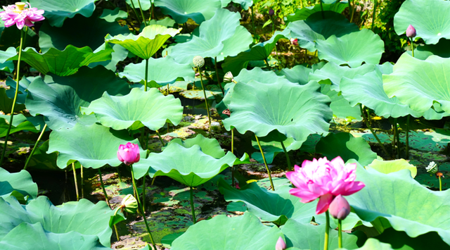 襄城：夏日悠悠 环城赏荷