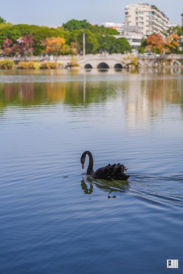 读城｜鹅鹅鹅！福州公园“顶流家族”又将"添丁"……