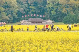 上杭县古田镇千亩油菜花迎春盛放图片