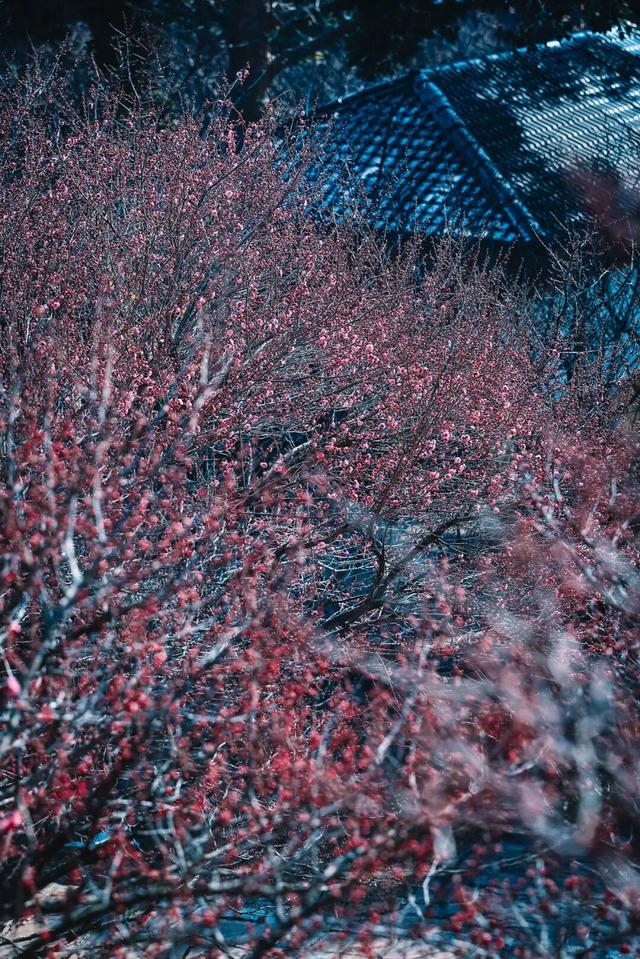 已确认！无锡梅园即将开园