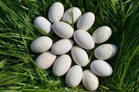 鹅种蛋怎样孵化储存图片