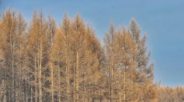 呼伦贝尔醉美初冬